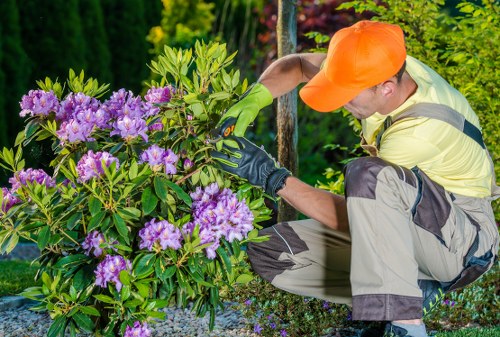 Seasonal hedge cutting in Charlton to support healthy growth