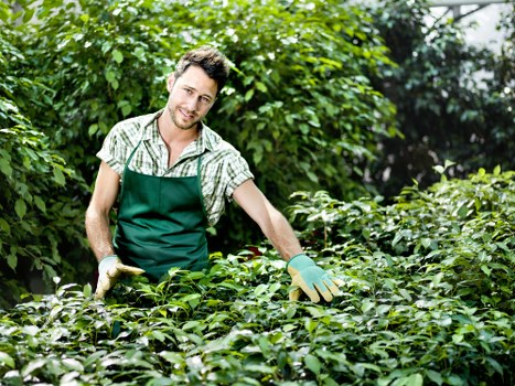 Charlton lawn care tips for mowing and feeding